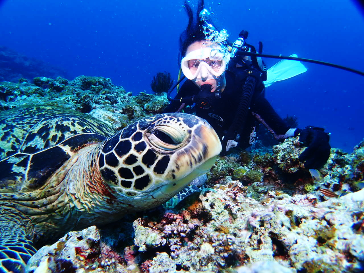 黒島と言えばウミガメ!