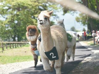 メスのアルパカレースです。ぜひ応援下さいね。