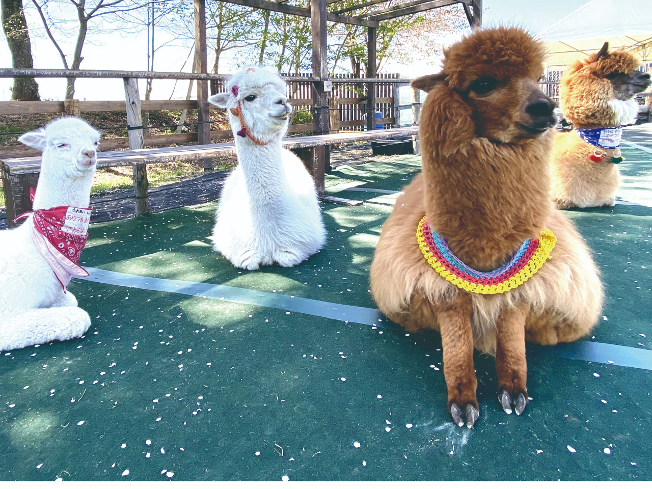 アルパカを存分にもふもふ♪】八ヶ岳アルパカ牧場入園プラン