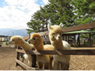 【冬季限定開催♪】【アルパカを存分にもふもふ♪】八ヶ岳アルパカ牧場入園プラン!!