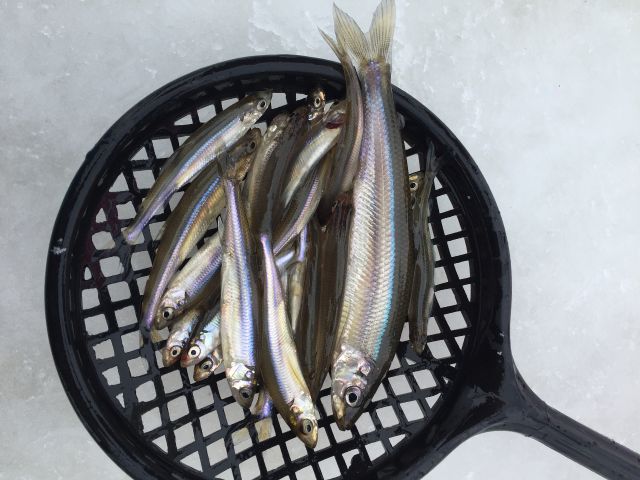 苫小牧 勇払ハート沼開催 氷上ワカサギ テント釣り 新千歳空港から車で5分の好立地 釣り道具レンタル込なので 手ぶらで参加可能 マイカー レンタカーの方は駐車場料無料 食べ物 飲み物も持込自由 匠 Takumi工房 じゃらん遊び体験 苫小牧 勇払ハート沼開催 氷上ワカサギ テント釣り 新千歳空港から車で5分の好立地 釣り道具レンタル込なので 手ぶらで参加可能 マイカー レンタカーの方は駐車場料無料 食べ物 飲み物も持込自由 匠 Takumi工房 じゃらん遊び体験