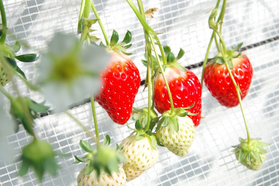 VG߂ɂāAXs[hlXB4ޑSĐHׂꂽAi^̓bL[I