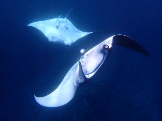 水面へマンタが急接近