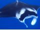 大迫力のマンタ!
