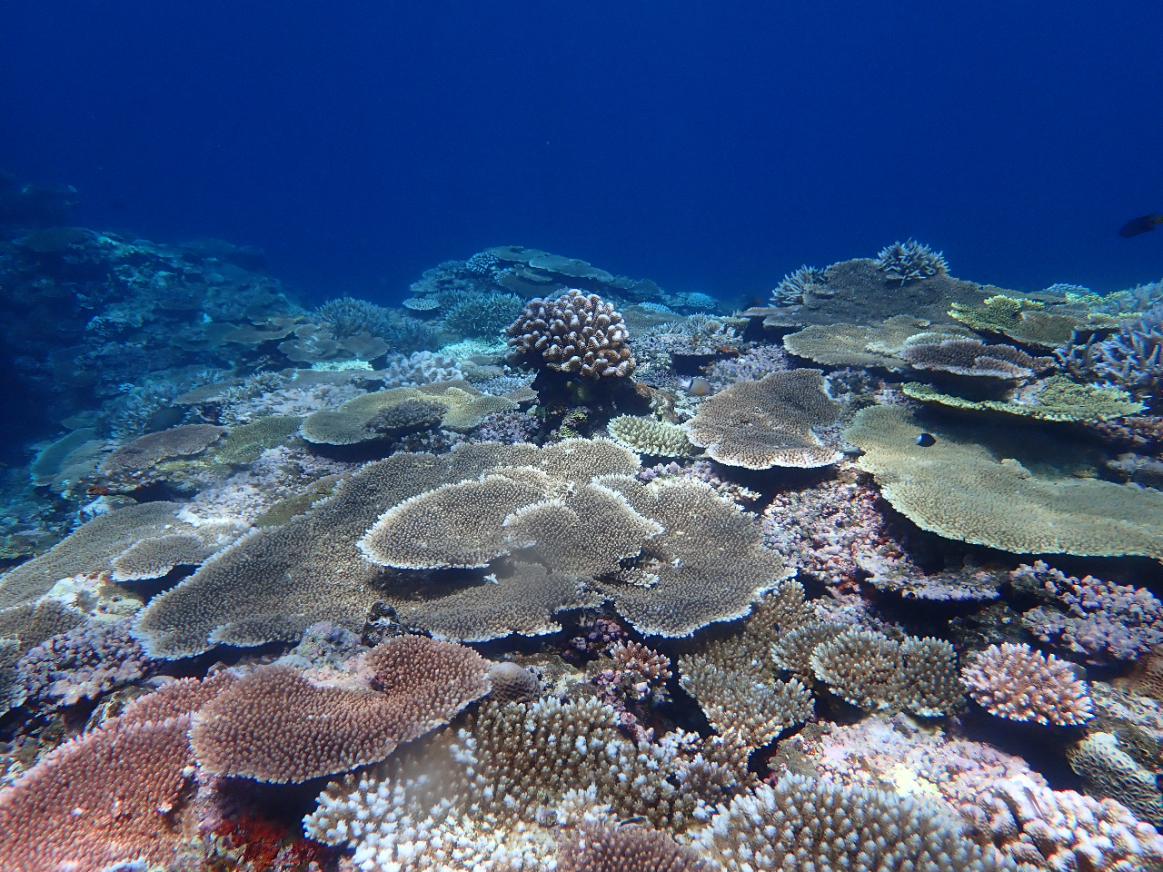 ���E���w�̃T���S��