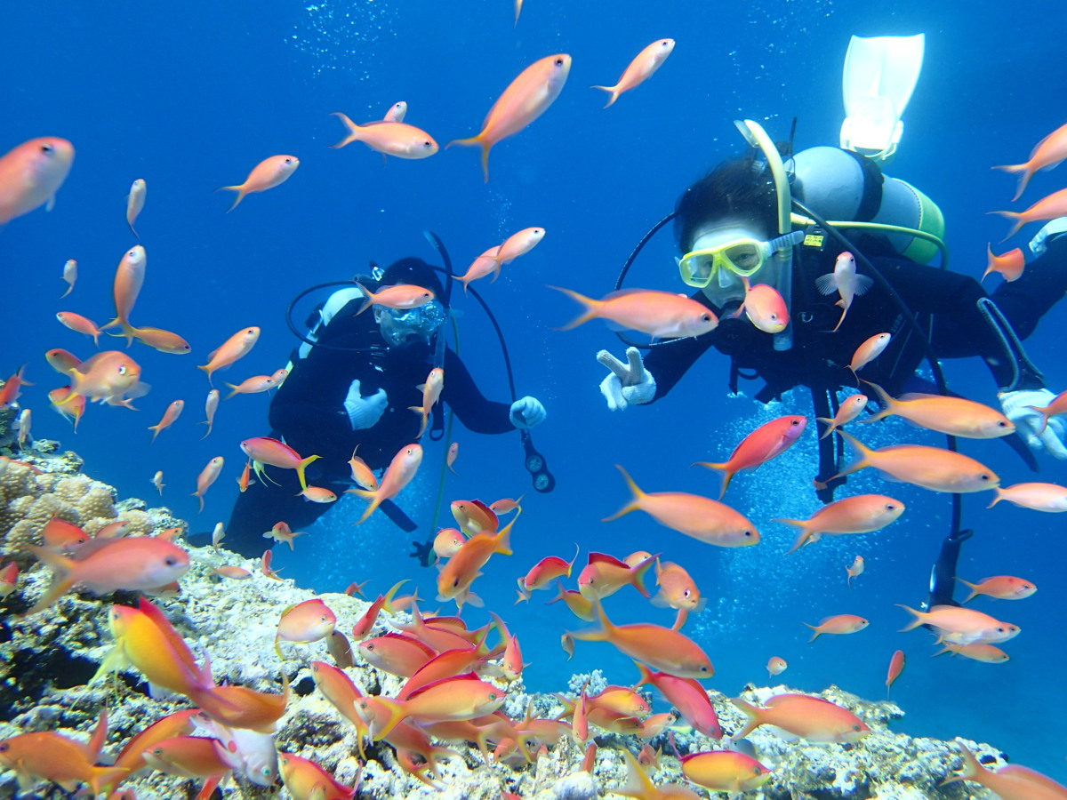 アカネハナゴイの楽園
