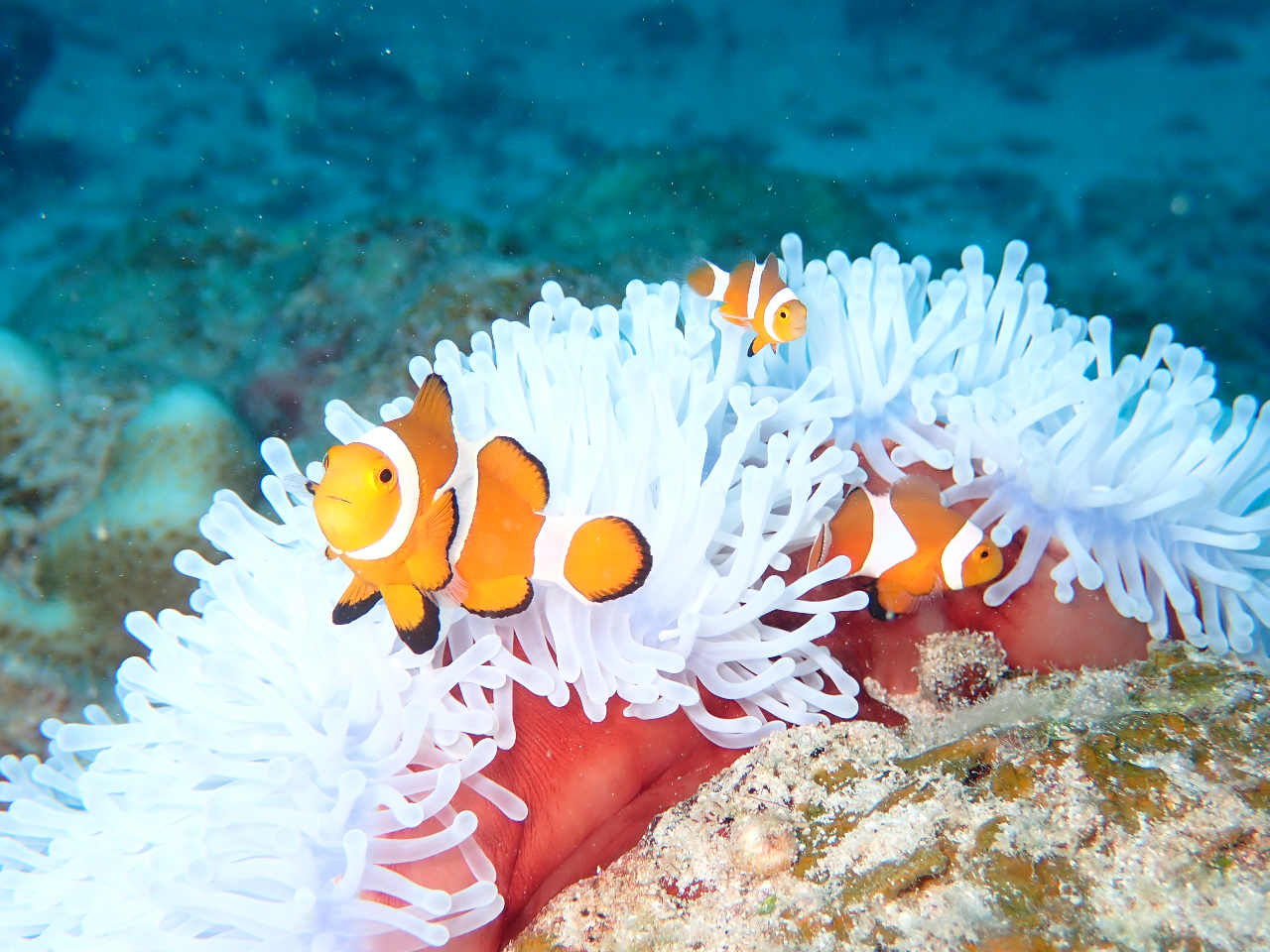 マンタ+ウミガメ+サンゴ礁シュノーケル（半日） /南ぬ島ダイブサイト