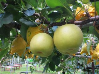 鳥取の思い出づくりに梨狩りはいかがですか♪