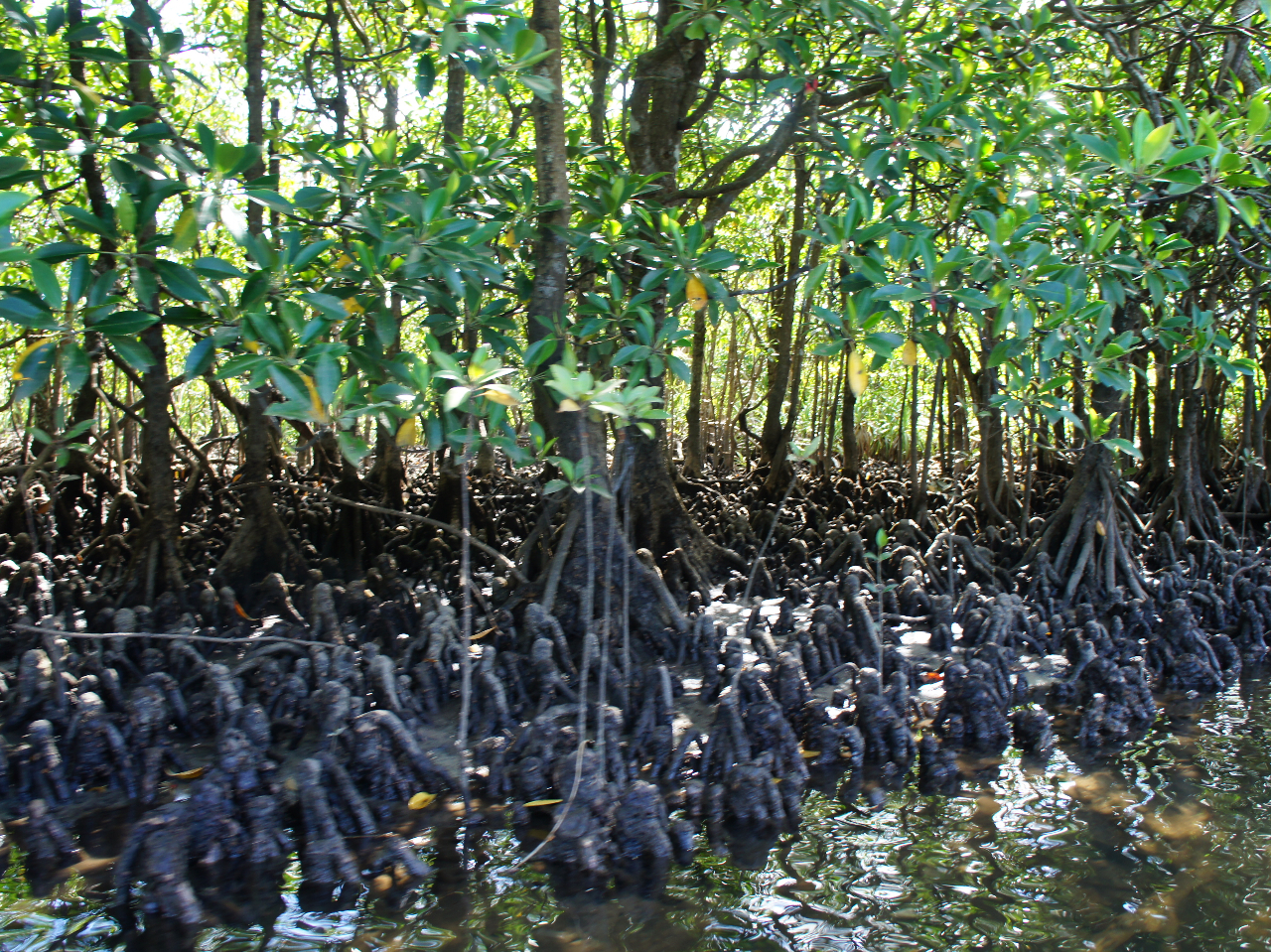 カヌーから望める景色