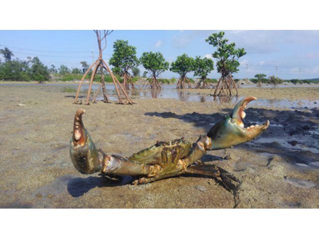 こんな世界があったのか ディープ西表へ ここでしか体験できない マングローブ最高級ガニ ノコギリガザミ捕り 食べれるツアー 西表島カヌーツアー案内三拝云 じゃらん遊び体験 こんな世界があったのか ディープ西表へ ここでしか体験できない マングローブ最高級ガニ ノコギリガザミ捕り 食べれるツアー 西表島カヌーツアー案内三拝云 じゃらん遊び体験