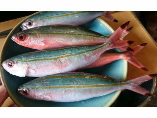 沖縄の県魚 グルクン(タカサゴ) 居酒屋で出しているものはベトナム産も多く、県産品でも時価!そんな貴重なお魚が、鮮度抜群でお召し上がりいただけます♪