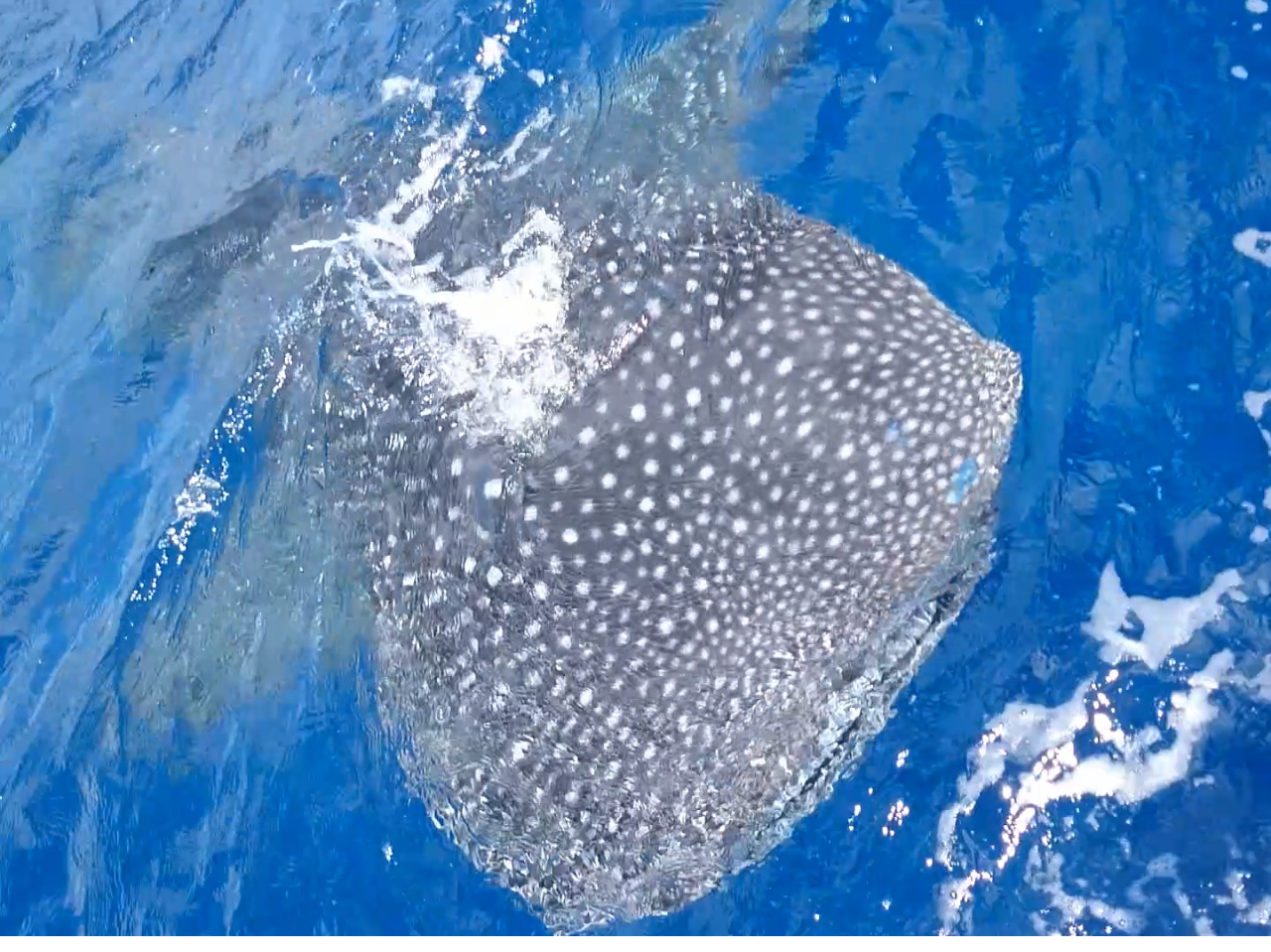 Ձ3NOADɃWxGUVтɗ܂I