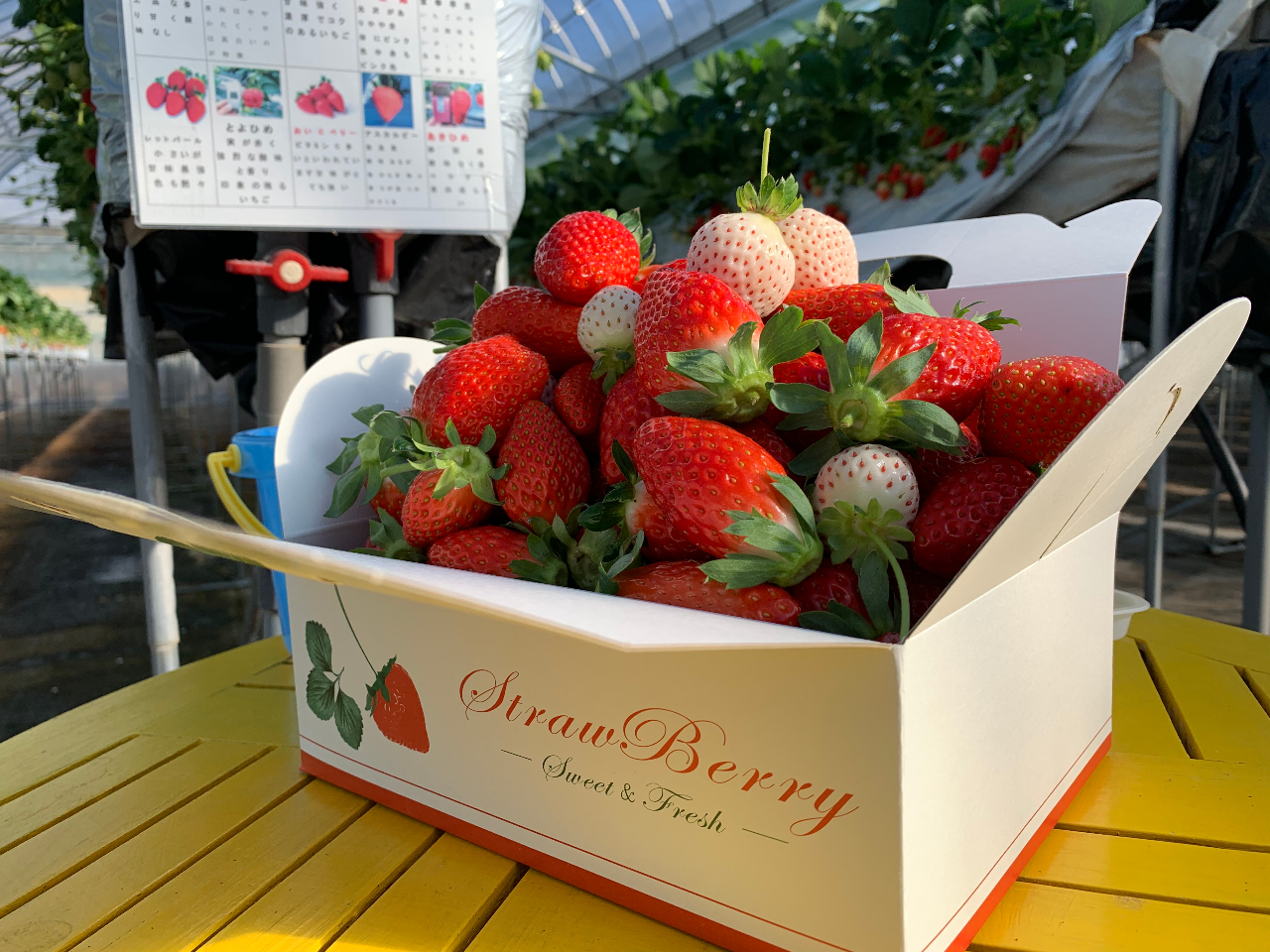 ͂̔ł͂ȂoPcɓēEݎ蒸܂B