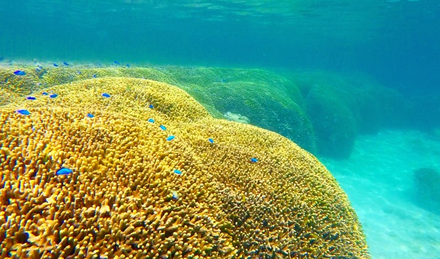 黄金にかがやくユビエダハマサンゴ