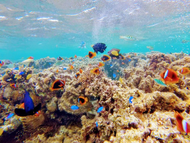 クマノミがたくさんいるポイントへご案内いたします。