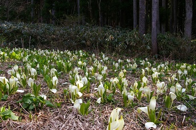 ~YoVĚQB^ȎplC̃~YoVÉARR[̂炱Ō邱Ƃł܂B