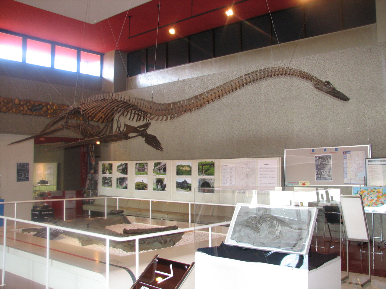 エントランス(フタバスズキリュウ全身骨格)