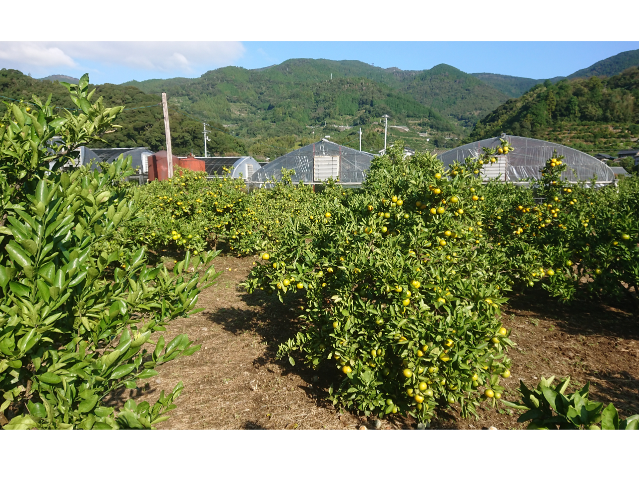 平地で、みかんの木が低いから幼児からお年寄りまでみかんがとりやすいです