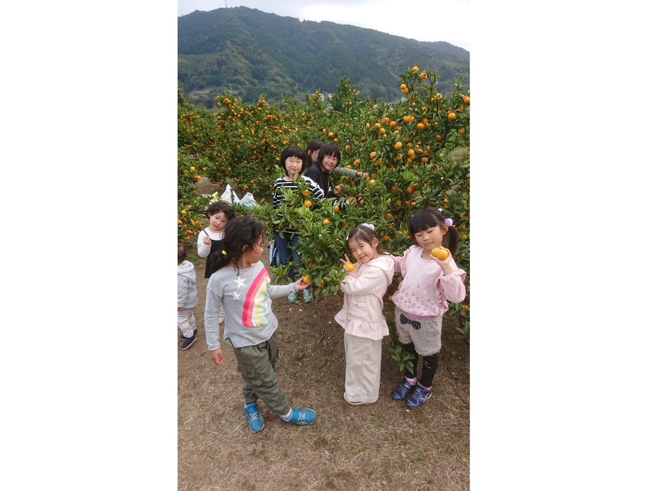 子供達は畑の中で美味しいみかんをたっぷり味わっていたよ