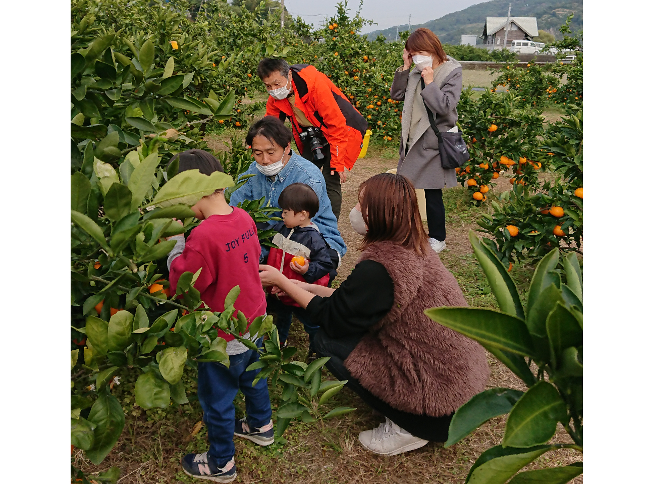おじいちゃんおばあちゃんと初めてのみかん狩り。自分で採ったみかんが1番美味しいよ