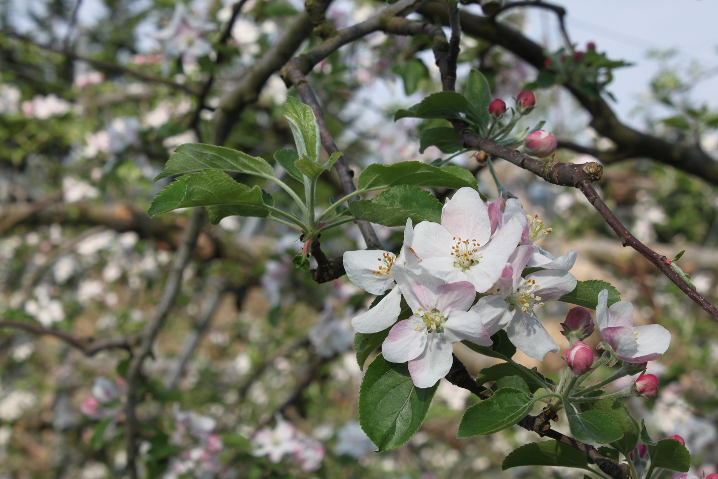 5̘AxɁA킢炵񂲂̉Ԃ炫܂