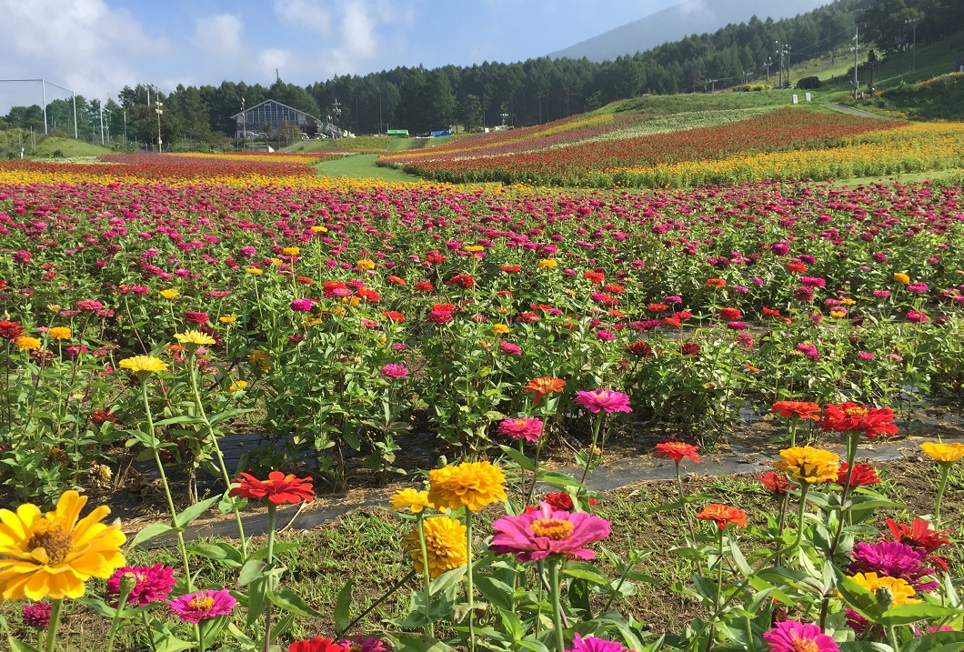 色とりどりの百日草をお楽しみください 入園料 カート乗車のおトクセット 富士見高原リゾート花の里 じゃらん遊び体験 色とりどりの百日草をお楽しみください 入園料 カート乗車のおトクセット 富士見高原リゾート花の里 じゃらん遊び体験