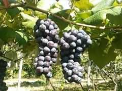 東北のぶどう狩りランキングtop10 じゃらんnet