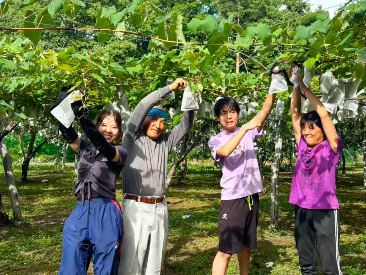 ぶどう袋掛け体験