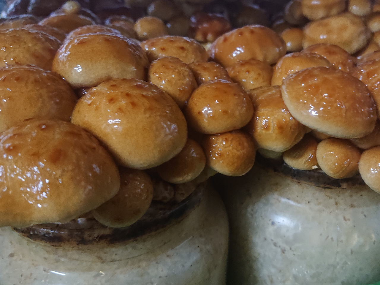 prEj[Yɍ킹ėlXȑ傫̂Ȃ߂͔|Ă܂B