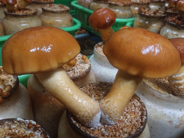 大きなものは1本50gを超えることも