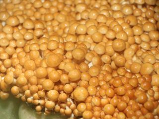 収穫間近になると瓶から溢れんばかりのなめこが!