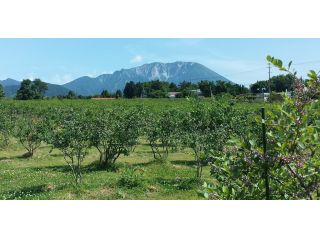 大山と日本海を眺めながら心地よい空気の中ブルーベリー狩りが楽しめます。