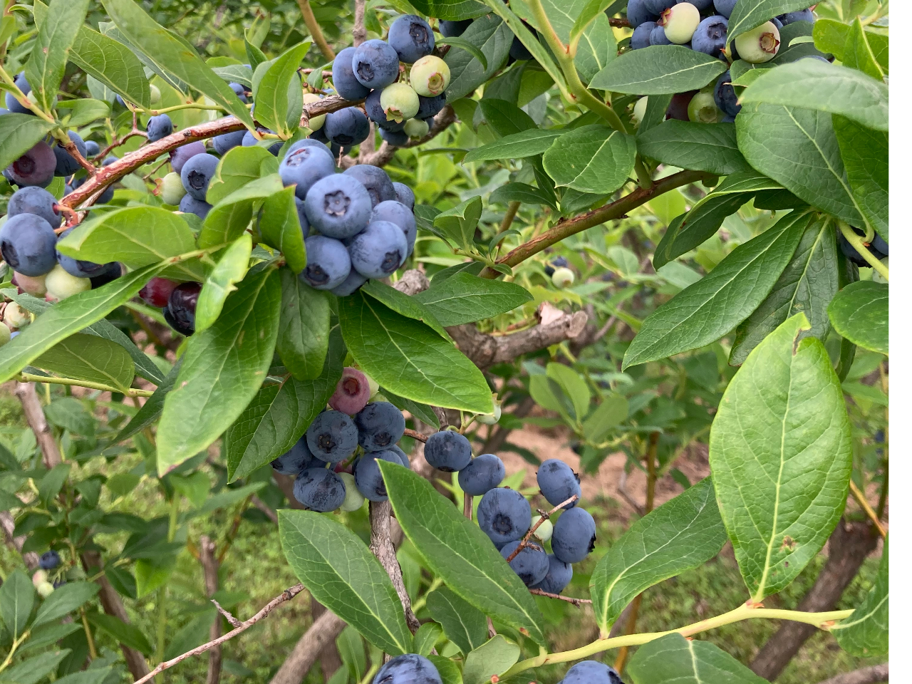 �Z�����F���H�׍��ł��I�I