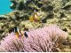 どんな海の生物に出会えるかな!?