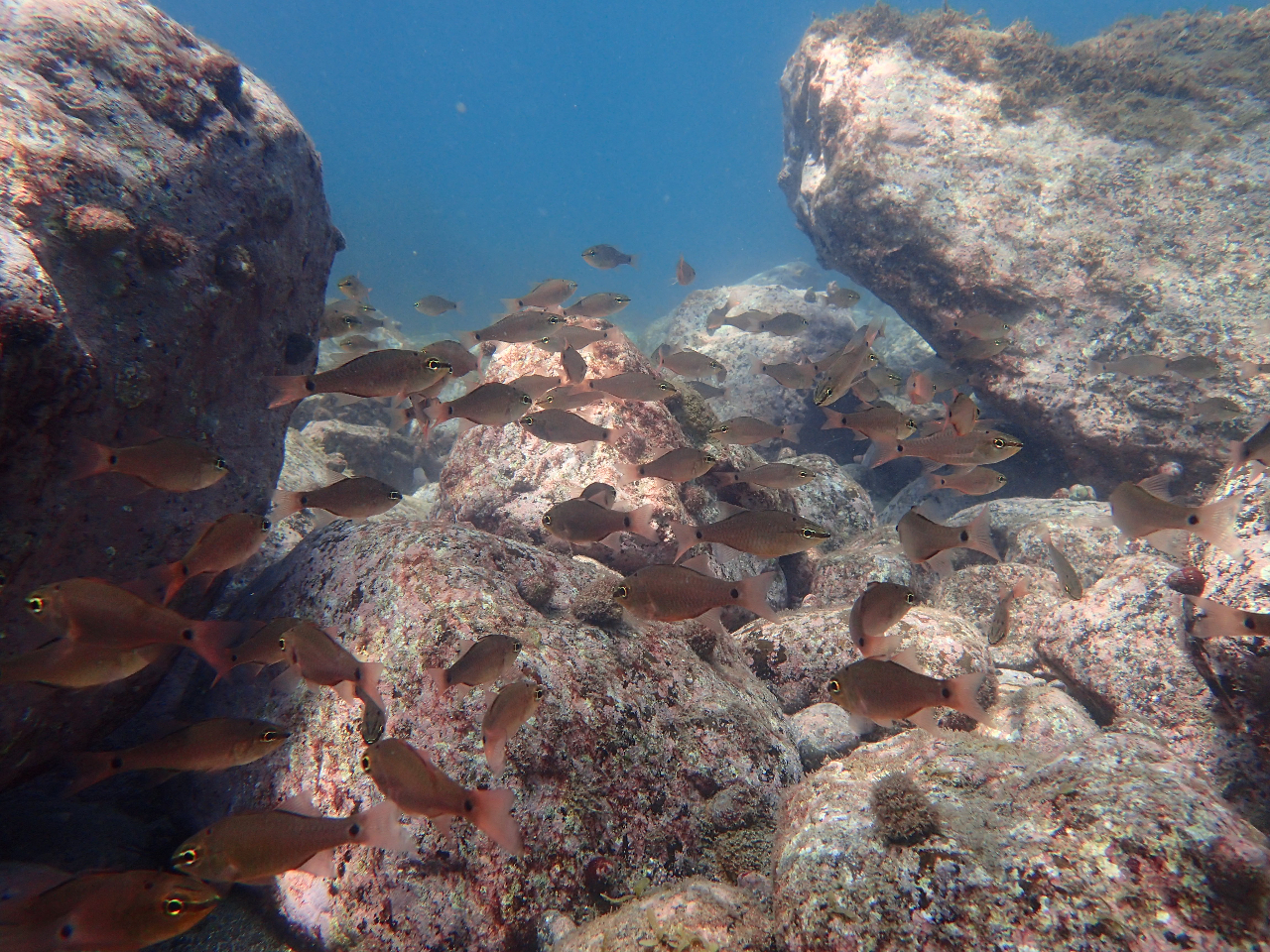 海の中も魚がたくさん! 賑やかな華やかな景色が広がっています♪