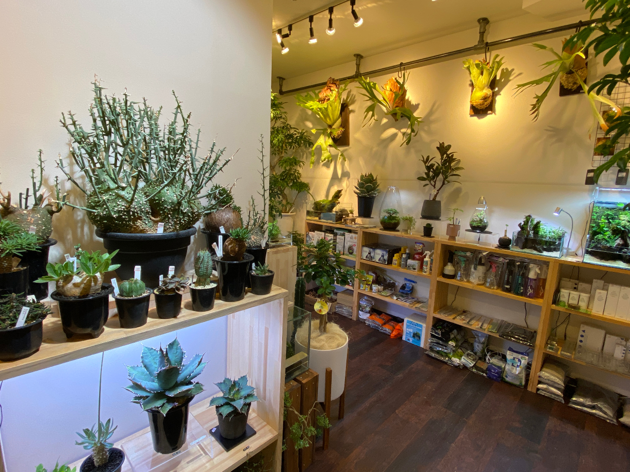 仙台parco本館 仙台駅横 ですぐできるテラリウムワークショップ 仙台でのお土産はテラリウムで決まり Kokemon じゃらん遊び体験 仙台parco本館 仙台駅横 ですぐできるテラリウムワークショップ 仙台でのお土産はテラリウムで決まり Kokemon じゃらん遊び体験