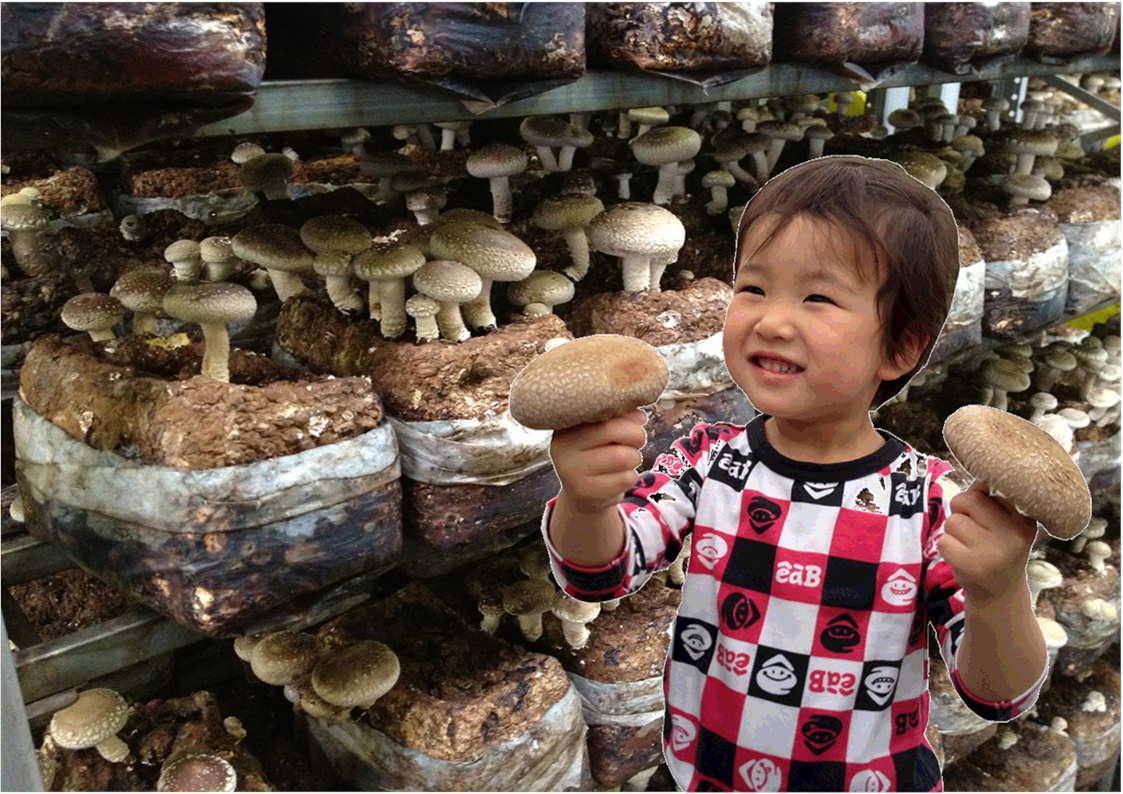 子どもも大喜びするしいたけの収穫