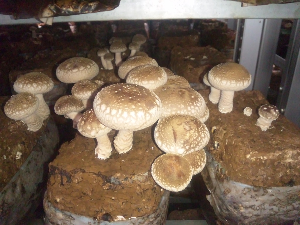 しいたけはこんな感じで生えています。