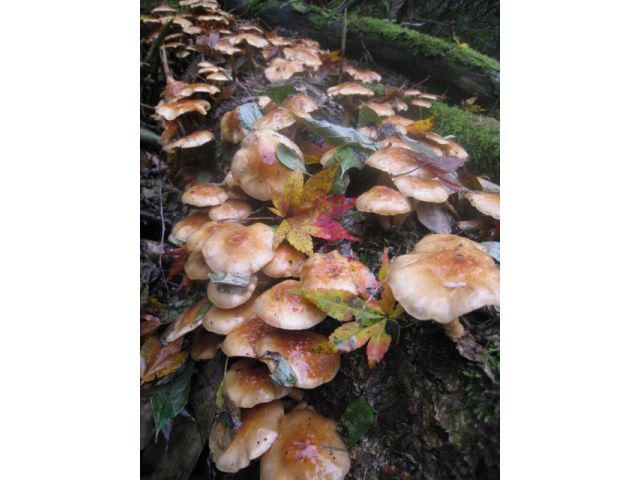 世界遺産の里にある五箇山で山菜 きのこトレッキング 山菜 きのこ狩りの後は お鍋とおむすびで昼食も よしのや旅館 じゃらん遊び体験 世界遺産の里にある五箇山で山菜 きのこトレッキング 山菜 きのこ狩りの後は お鍋とおむすびで昼食も よしのや旅館 じゃらん遊び体験