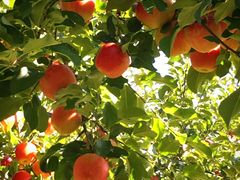 葉っぱがいっぱいで木かげもいっぱいあります!!!