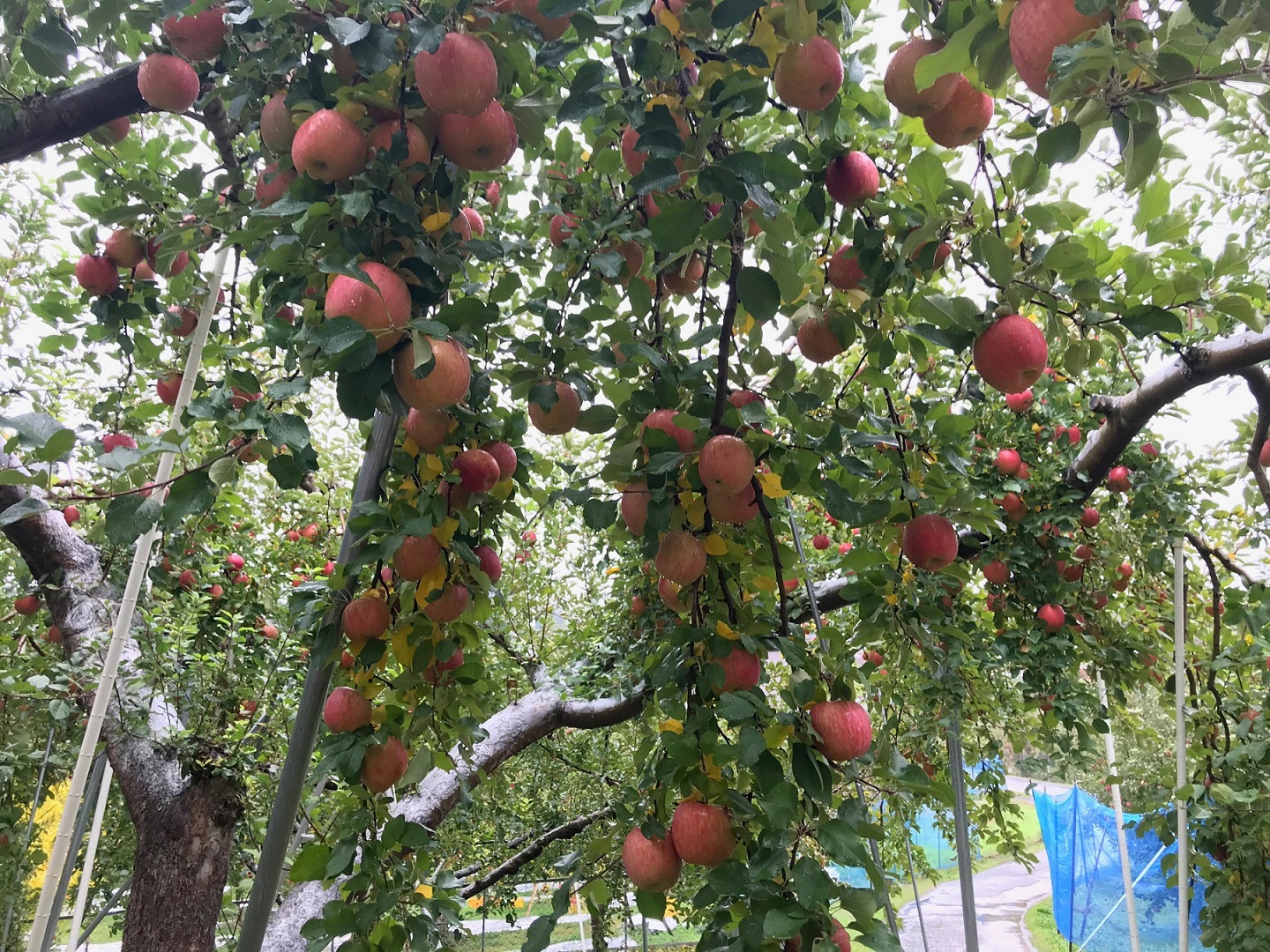 一つの木からたくさんなっています!