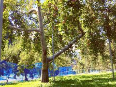 一つの樹から二種類のりんごがなっていることもあります♪