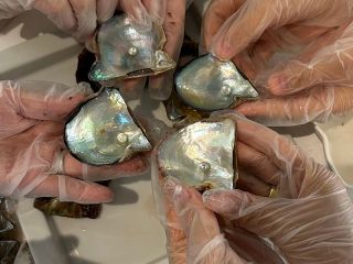 一度は体験してみたい、アコヤガイからのパール取り出しワークショップ!世界で一つの感動をあなたへお届けします☆