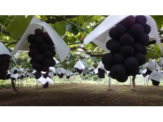 山梨 勝沼 ブドウの王様 畑で巨峰40分食べ放題 富岳園 じゃらん遊び体験 山梨 勝沼 ブドウの王様 畑で巨峰40分食べ放題 富岳園 じゃらん遊び体験