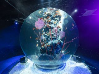 水と生きものたちが主役の舞台。まるでいつかの夢で見たような既視感、現実世界よりもずっとリアルに感じる不思議な場所。夢と現実が交差する煌きをいつでも、何度でも。