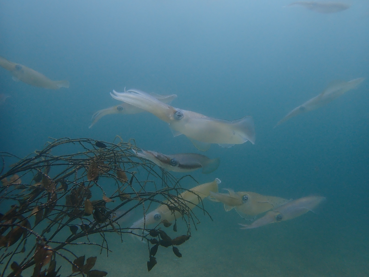 r[`ɂ̓AICJ̎YpɉʂݒuĂ܂B