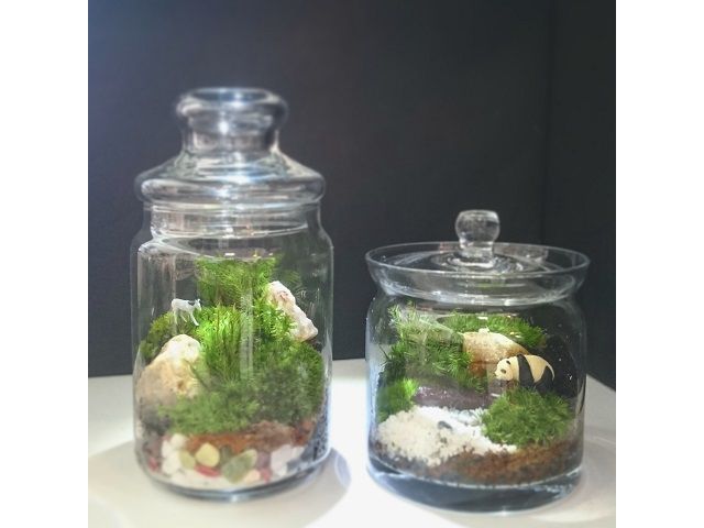ガラス瓶の中に自分の世界を創る 苔テラリウム作り カップルやファミリーにもおすすめ 当日お持ち帰りok がっつり苔にまみれたい 大満足コース 苔工房アイモス じゃらん遊び体験 ガラス瓶の中に自分の世界を創る 苔テラリウム作り カップルやファミリーにもおすすめ 当日お持ち帰りok がっつり苔にまみれたい 大満足コース 苔工房アイモス じゃらん遊び体験