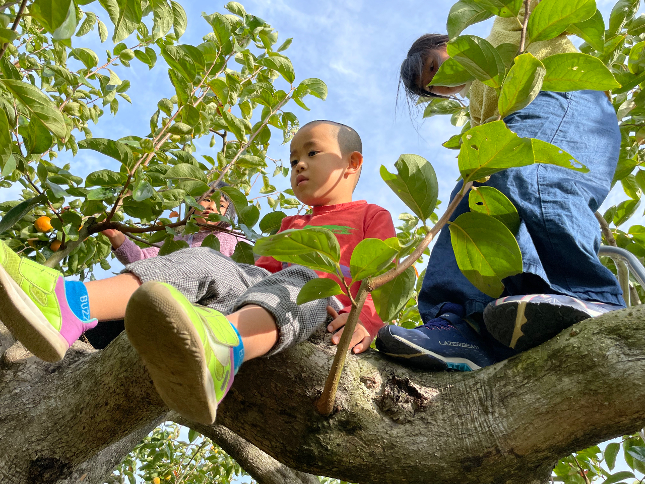 ̎qB̗Vя`̖؂oĂ܂(^^)