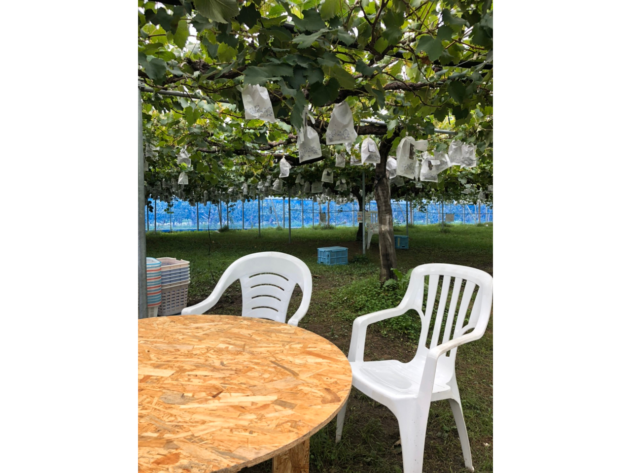 ���났�X�y�[�X����B���ٓ������Ă̂�т�ł��܂��B