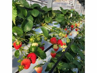 真っ赤に実ったいちごが数品種!いちご狩りしながら食べ比べ!きっとお好きないちごに出会えるはず!!